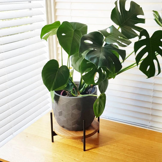 Little Bailey Plant Stand with Shelf – Adaptivo Furniture Pakistan